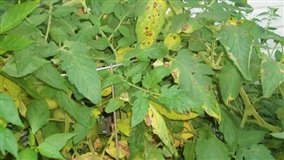 Mapas climáticos reforçam combate à ferrugem