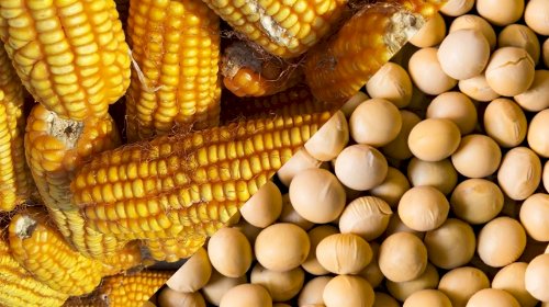 Papel da soja e do milho na cadeia de proteína animal