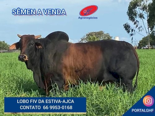 Boi gordo e “boi China” têm alta nas cotações