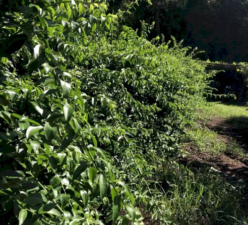 Anvisa proíbe venda de suplementos feitos com ora-pro-nóbis e retira produtos do mercado por falta de registro