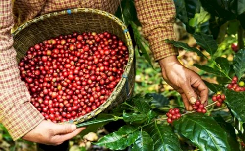 Minas Gerais terá centro de excelência em cafeicultura de R$ 17 milhões