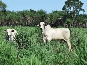Abates de bovinos em MT recuam 10,5 porcento em nov/25, aponta Imea