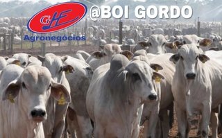 Cotações do boi gordo