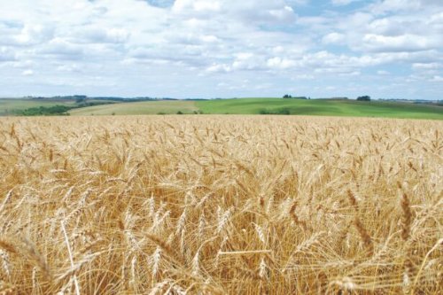 Mercado de trigo perde ritmo no Sul