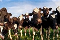 Missão do Mapa discute acesso ao mercado da África do Sul para miúdos bovinos