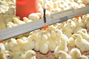 Mapa anuncia abertura de mercado para material genético avícola em Moçambique