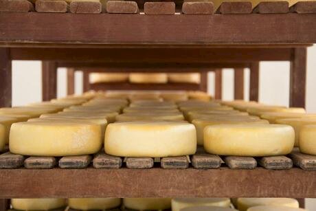 Queijos e creme de leite integrais são associados a menor risco de demência