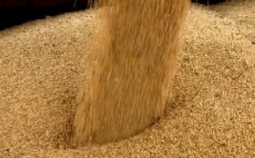 Oferta global recorde derruba preços da soja no Brasil e no mundo em 2025