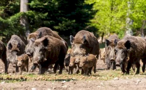 Javali é problema de saúde pública e exige política de Estado, diz Tirso Meirelles