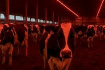 Iluminação inteligente: como a luz vermelha impacta o período seco?