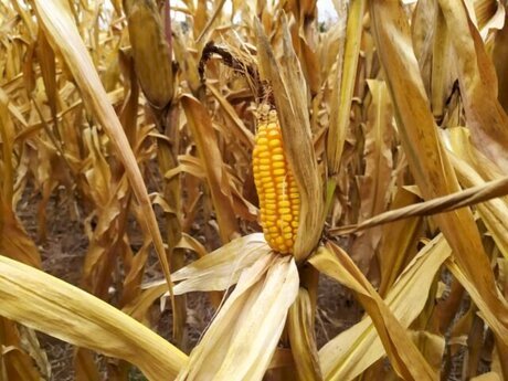 Liquidez de milho permanece limitada