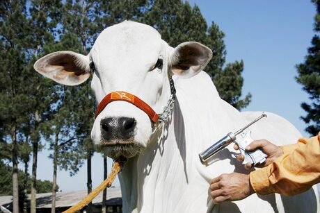 SP inicia primeira etapa da vacinação contra brucelose