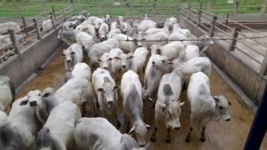 Mercado do boi inicia semana com negócios lentos