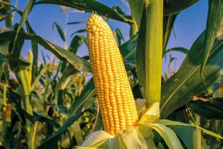 Impactos da quebra de safra no preço do milho em 2026