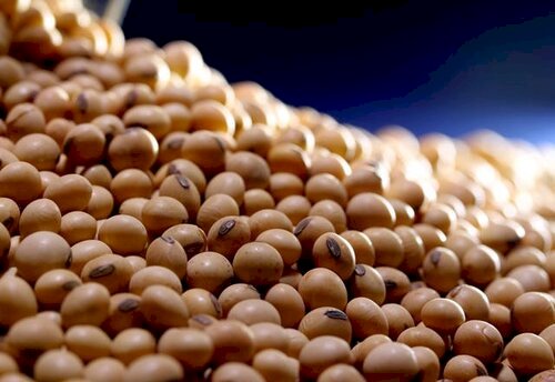 Farelo e óleo de soja sobem com grão em Chicago nesta semana