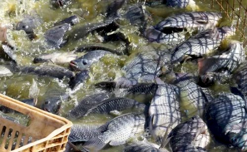 Paraná cria taxa sobre tilápia importada; Santa Catarina mantém veto sanitário