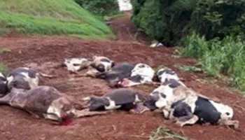 Morte de 48 vacas leiteiras causa prejuízo de R$ 600 mil e mobiliza cidade no Sul do país