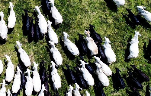 GT de Rastreabilidade do Rio Grande do Sul se reúne com representantes do Mapa