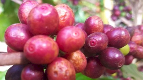 Mercado de café tem semana de ajustes e cautela