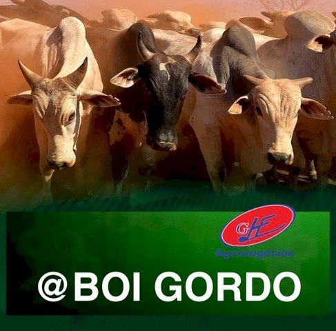 Fevereiro começa com o mercado do boi gordo em alta em SP, informa Scot