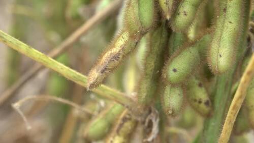 Goiás reforça alerta contra ferrugem asiática da soja