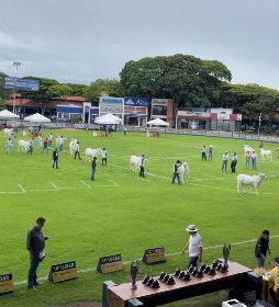 Expoinel Minas reúne cerca de mil exemplares e marca início do calendário da raça Nelore