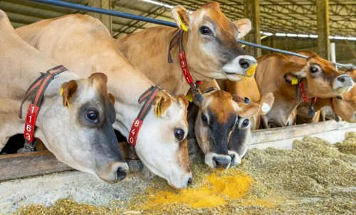 Inpasa estreia exportação de DDGS à China