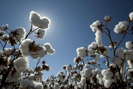 Cotonicultura perde fôlego em MT com retração de área