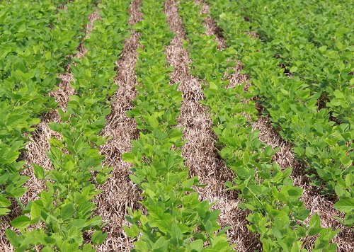 Nutrição Vegetal: Estudo quantifica déficit de carbono associado a mudanças de uso da terra