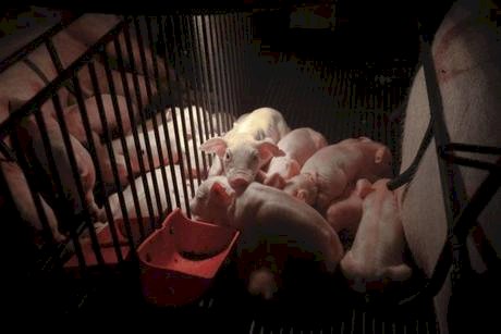 Japão paga mais pela carne suína brasileira em 2025