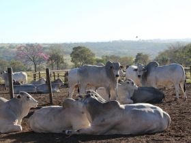 PNAT 2026: ABCZ divulga segunda lista de touros pré-selecionados