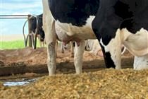 Indonésia importa mais de 1.300 vacas leiteiras para impulsionar produção nacional