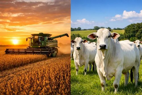 Veja aqui Cotações mista do Agro