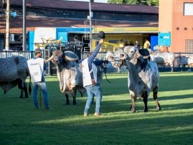 ABCZ e ABCGIL unificam regulamento do Gir Leiteiro na ExpoZebu