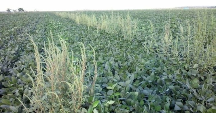 Adapar adota medidas para evitar introdução do Caruru-Gigante no Paraná