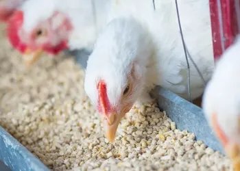 Exportações de frango seguem em alta