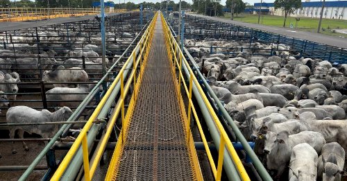 Abate de bovinos cresce 13,1% no 4° trimestre de 2025, aponta IBGE