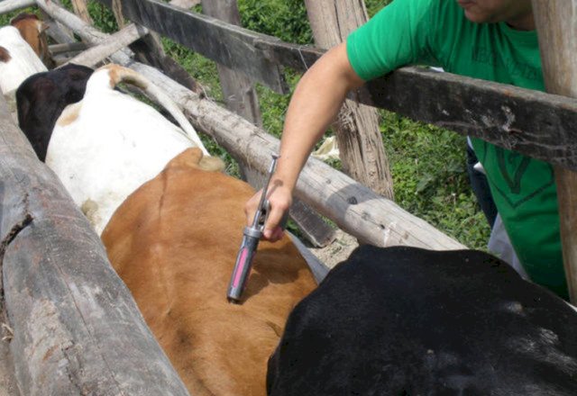 África do Sul enfrenta o pior surto de febre aftosa da história recente