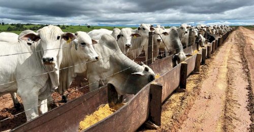 Arroba do boi gordo segue subindo após o Carnaval ou o mercado pode esfriar?
