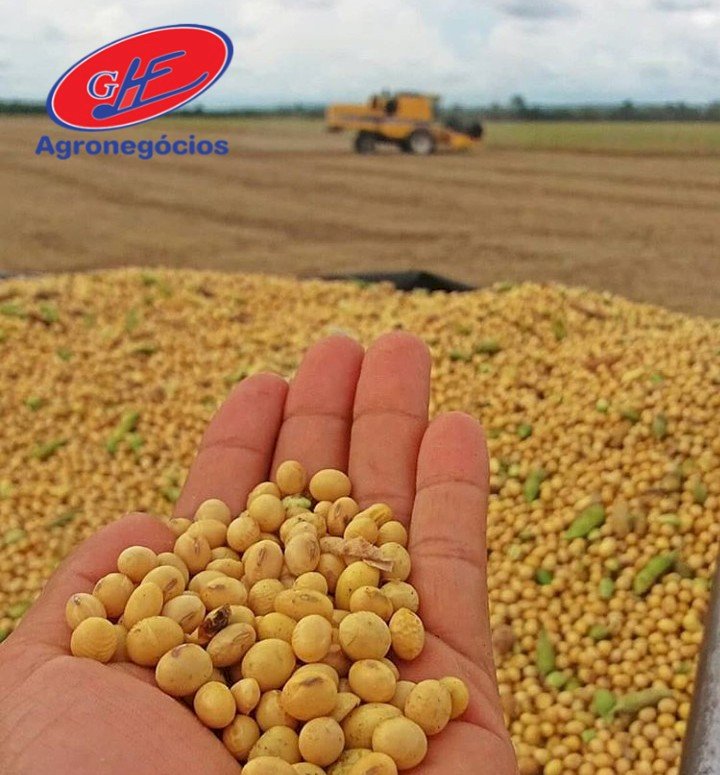 Soja sobe em Chicago com apoio do óleo