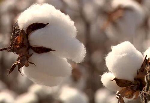 Exportações de algodão caem 0,49%