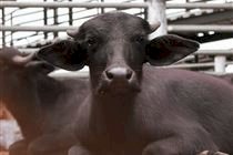 RS: Fundesa atualiza tabela de indenizações para brucelose e tuberculose