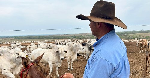 Seguro pecuário bate recorde, mas cobertura do rebanho bovino ainda é limitada