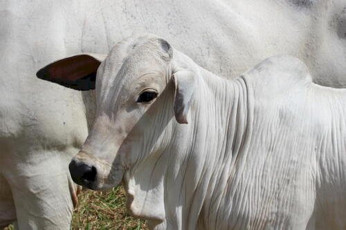 Cotações do boi gordo – 25/2/26