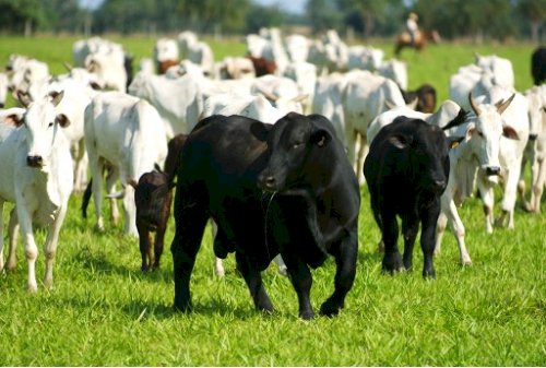 Evento transforma Brasil no centro global da raça Brangus