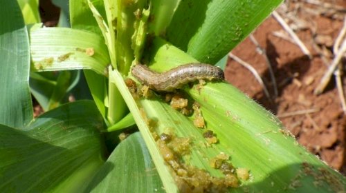 Lagarta exige atenção no início da safrinha