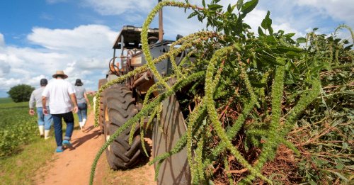 Caruru-gigante: Governo de SP regulamenta plano operacional para prevenção, controle e erradicação