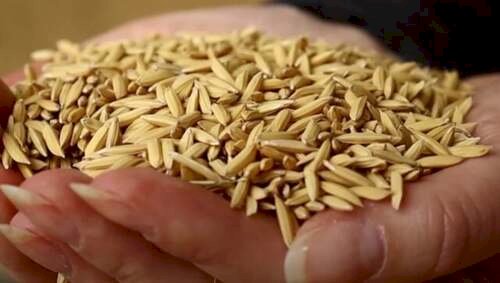 Safra de arroz pode crescer 10% no Paraná
