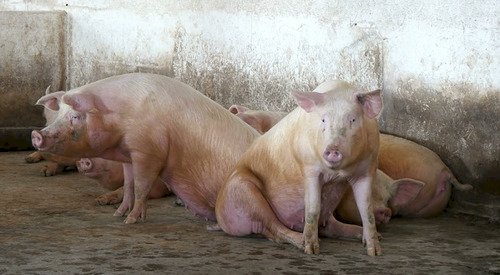 Conflito no Oriente Médio trava mercado de suínos e mantém preços estáveis