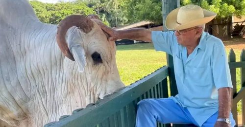 Luto: pecuária brasileira perde o criador Chico Carvalho